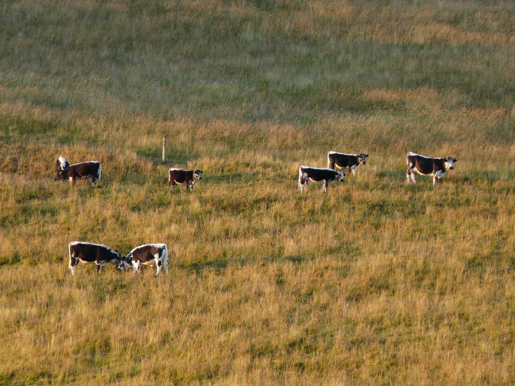 Vaches vosgiennes manque de fourrage