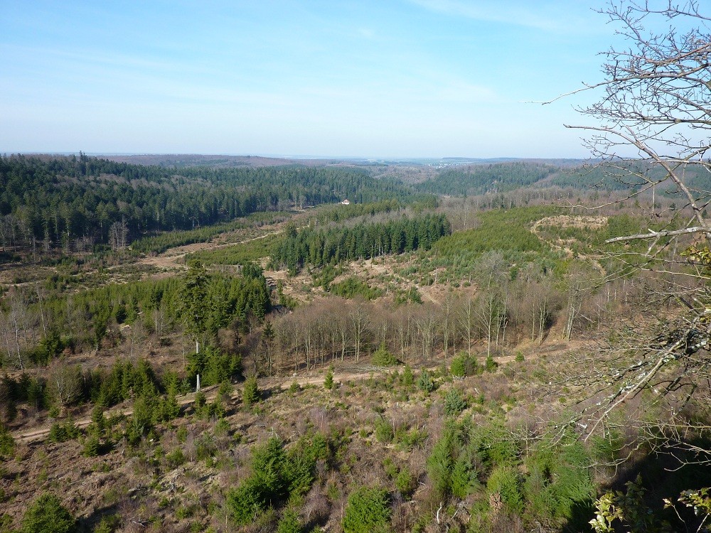 Déboisement Vosges