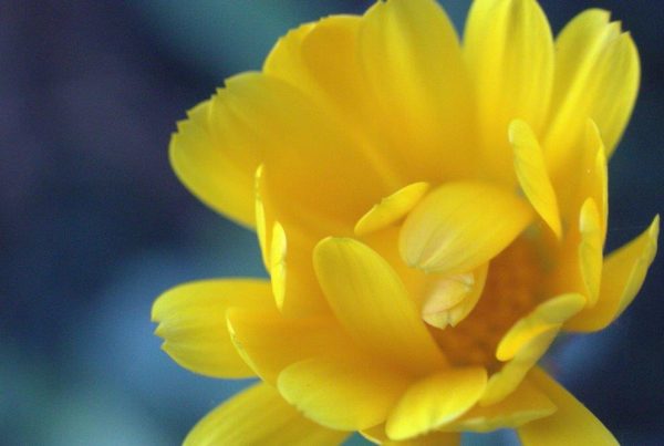 Pollution aux PFAS : le temps de l'action...en justice