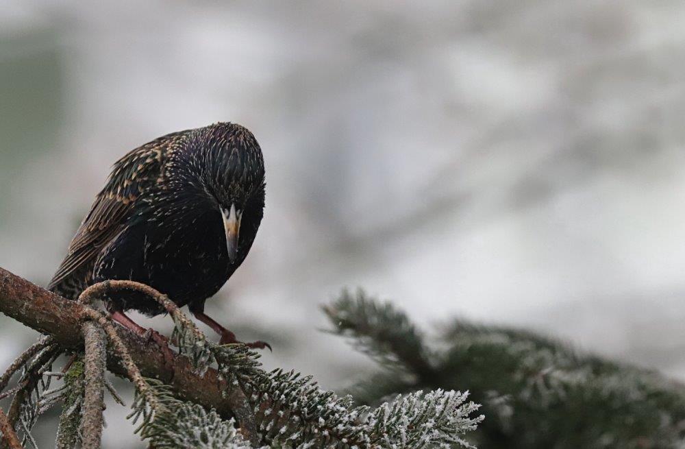 PFAS : Jean-François Fleck au JT de France 3 – ICI Lorraine