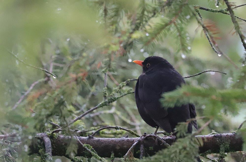 Pollution aux PFAS : conséquence des épandages des boues de STEP