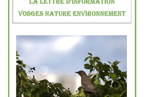 VNE - Lettre d'Information # 11 - Page 1