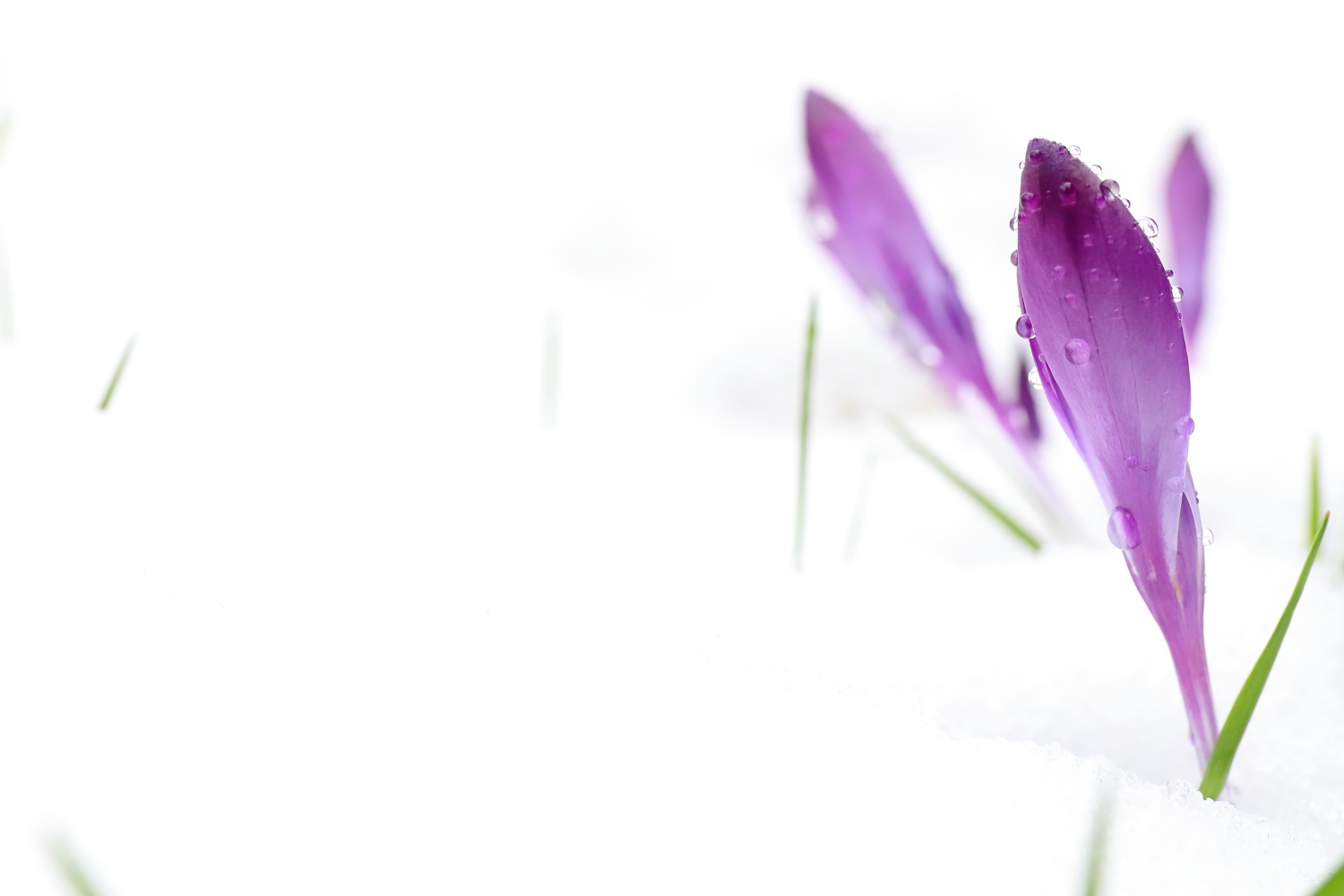 Demandes de VNE au Préfet des Vosges